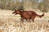 SETTER IRLANDAIS 372